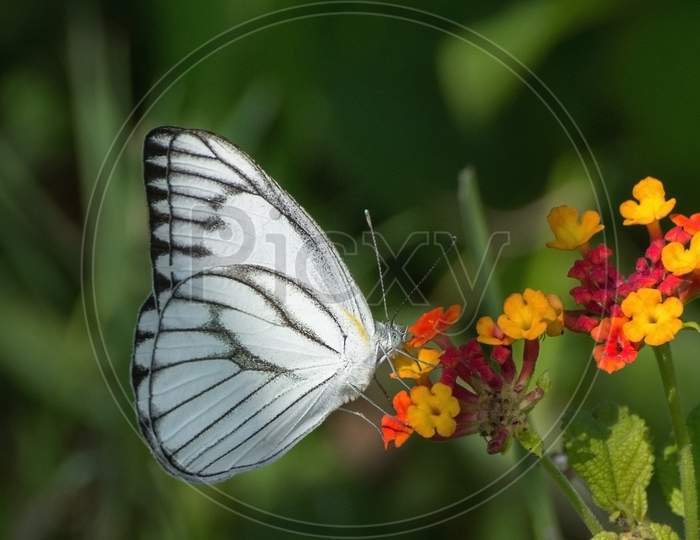 Striped Albatross Or Bengal Albatross Butterfly (Appias Libythea/ Appias Olferna)