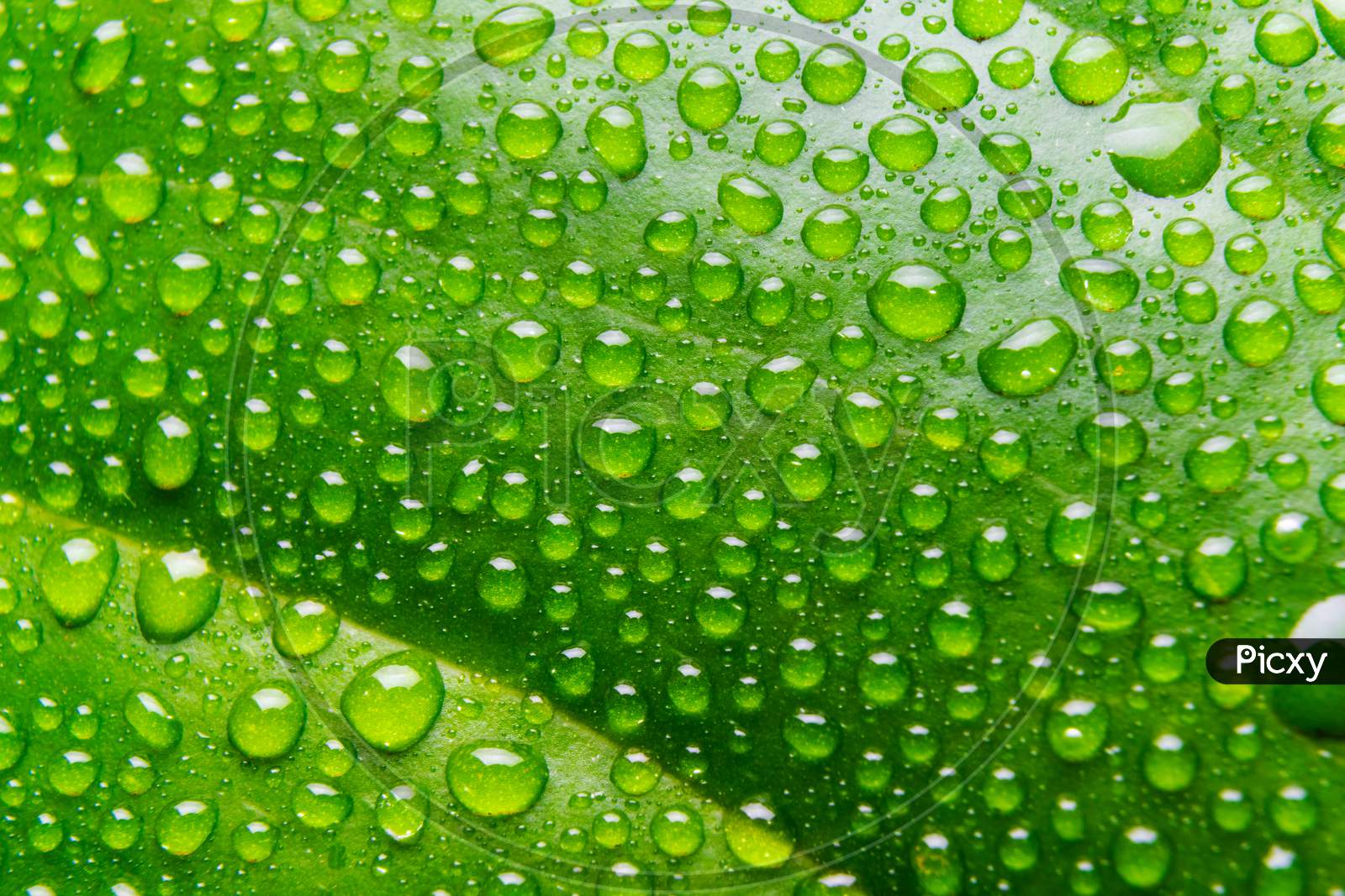 Background Of Rain Water Droplets On The Green Leaf.