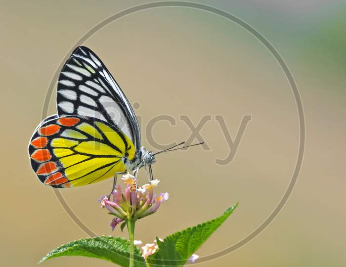 Common Jezebel Butterfly (Delias Eucharis)
