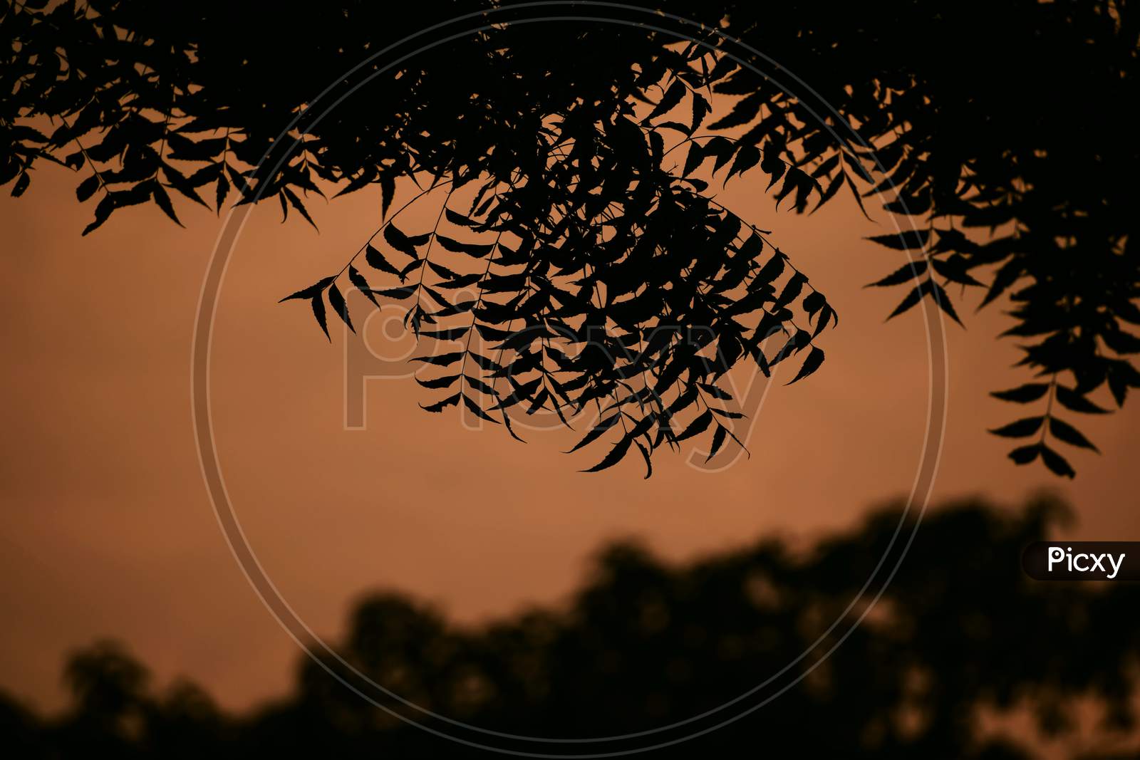 Picture Of Tree Branches Leafs. Background Orange Sky And Tree