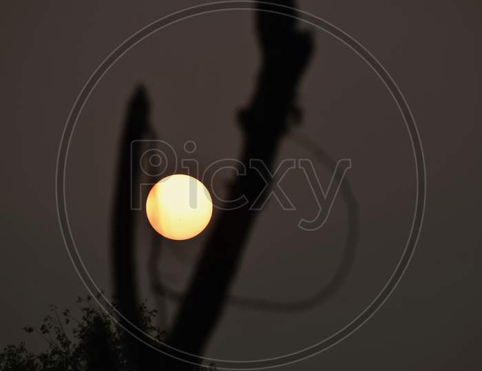 Beautiful Picture Of Tree Branch And Full Sun In Background. Selective Focus On Subject, Selective Focus