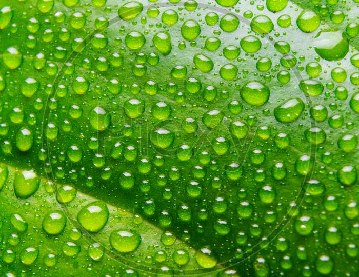 Background Of Rain Water Droplets On The Green Leaf.
