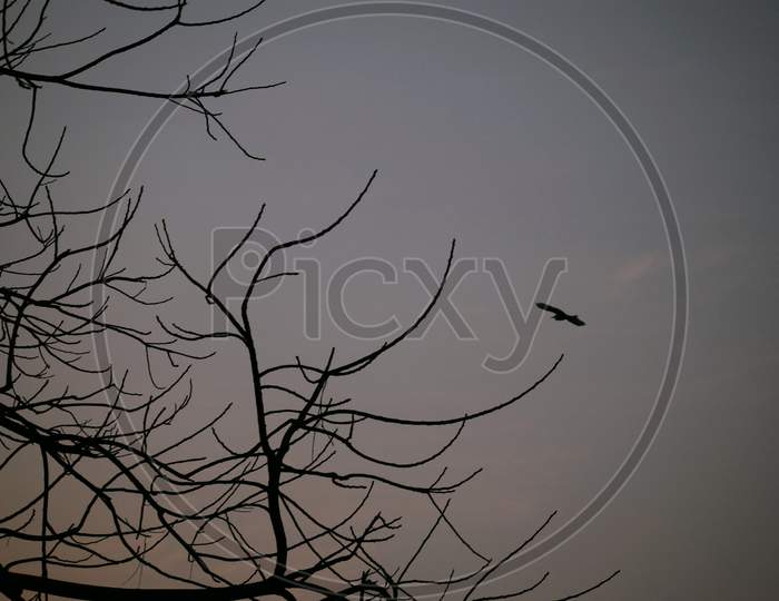 Beautiful Picture Of Tree Branches And Sky In Background