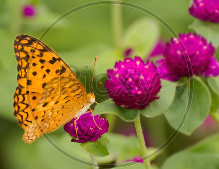 Common Leopard Butterfly (Phalanta Phalantha)