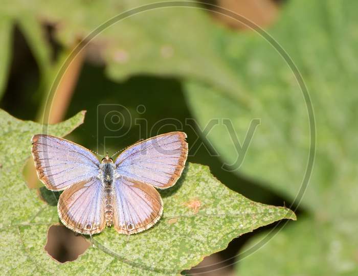 Lime Blue Butterfly (Chilades Lajus)