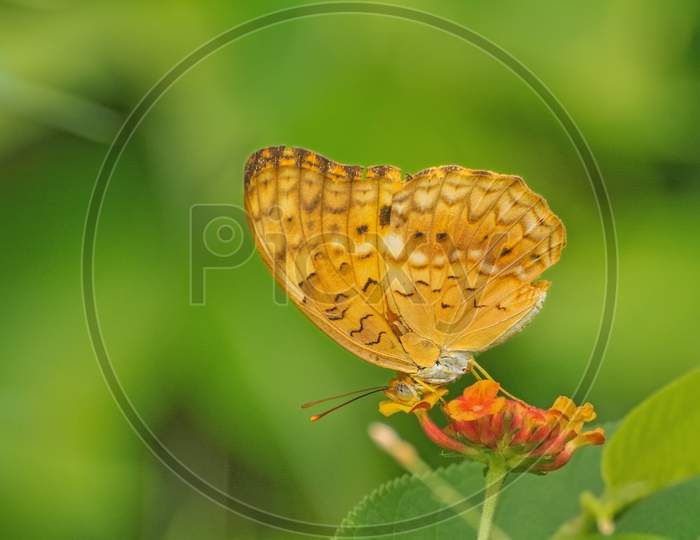 Common Leopard Butterfly (Phalanta Phalantha)