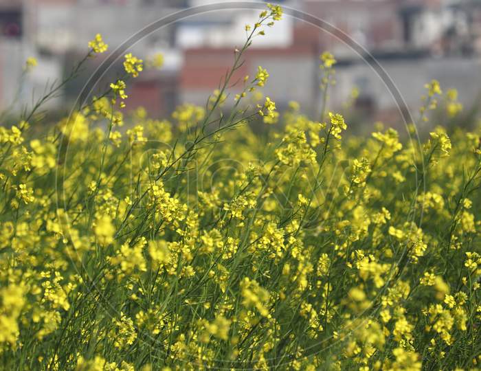 Selective Focus Of Yellow Mustard Flowers Field