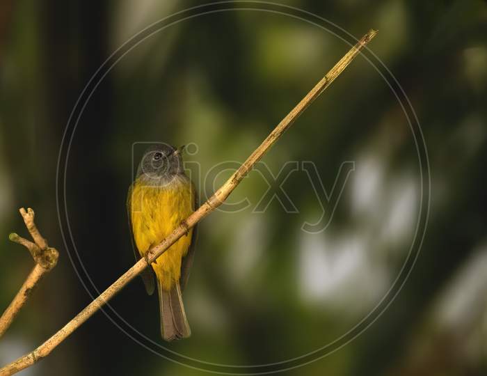 Grey-headed canary-flycatcher
