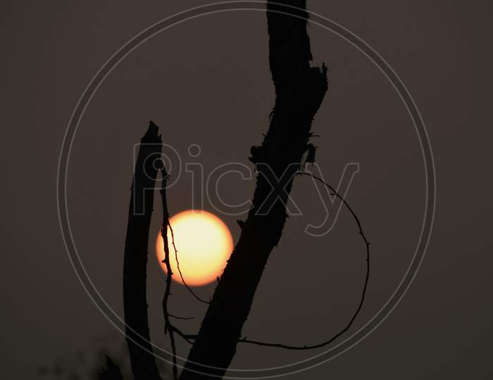 Beautiful Picture Of Tree Branch And Full Sun In Background. Selective Focus On Subject