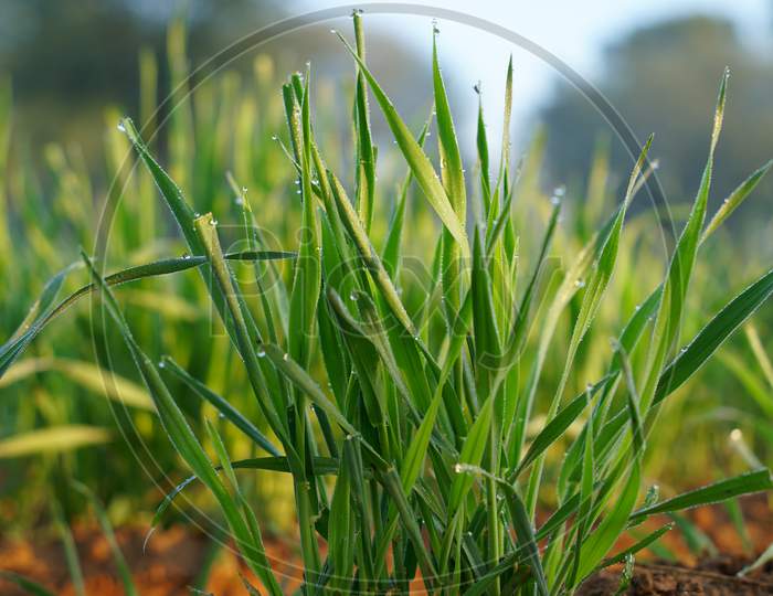 Dew Droplets On Blooming Green Plants Of Wheat Or Triticum. Winter Season Greenish Plants Of Wheat Growing In Countryside India.