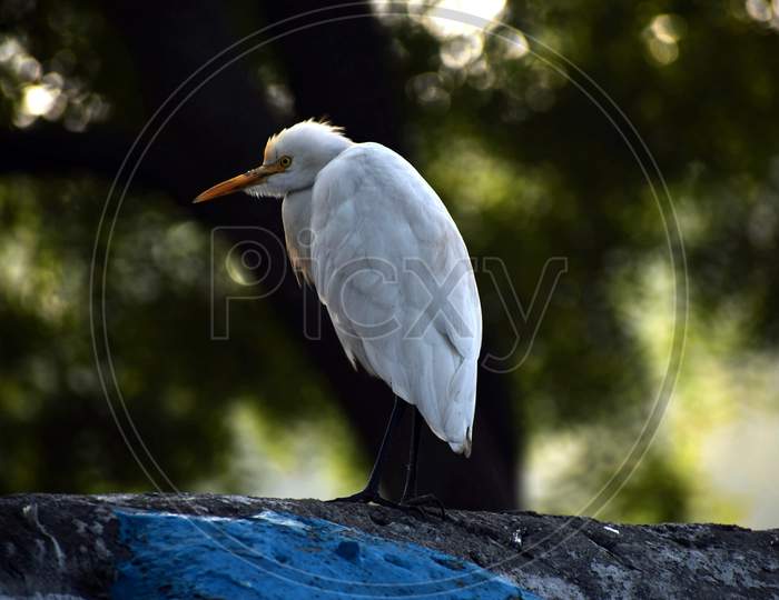 Beautiful Picture Of Great Egret, Background Blur In Uttarakhand