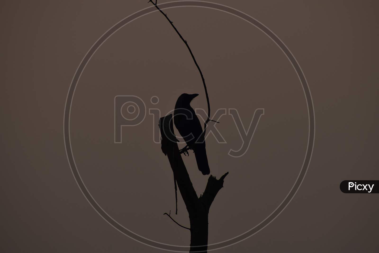 Beautiful Picture Of Crow On Tree Branch. Selective Focus, Selective Focus On Subject