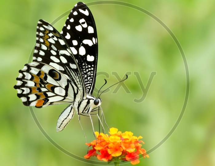 Common Lime Butterfly (Papilio Demoleus)