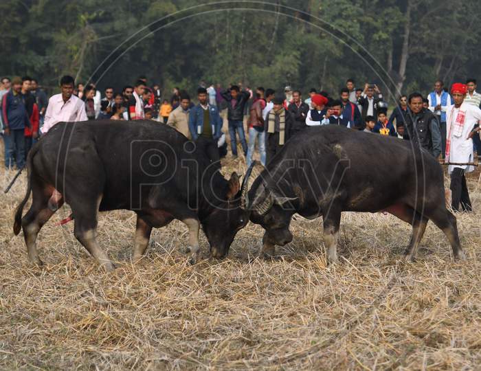 A traditional buffalo fight held as part of festivities to mark Magh Bihu at Gumutha Gaon in Nagaon District of Assam  on January 14, 2021