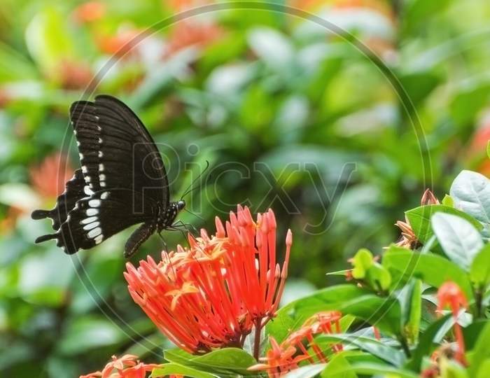 Common Mormon Butterfly (Papilio Polytes)
