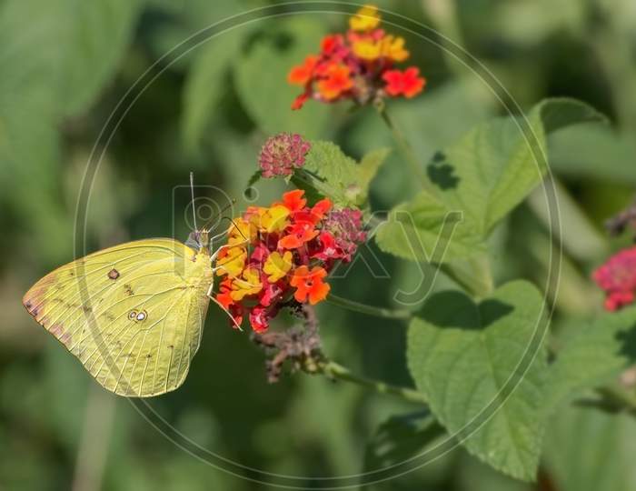 Yellow Mottled Emigrant Butterfly (Catopsilia Pyranthe)