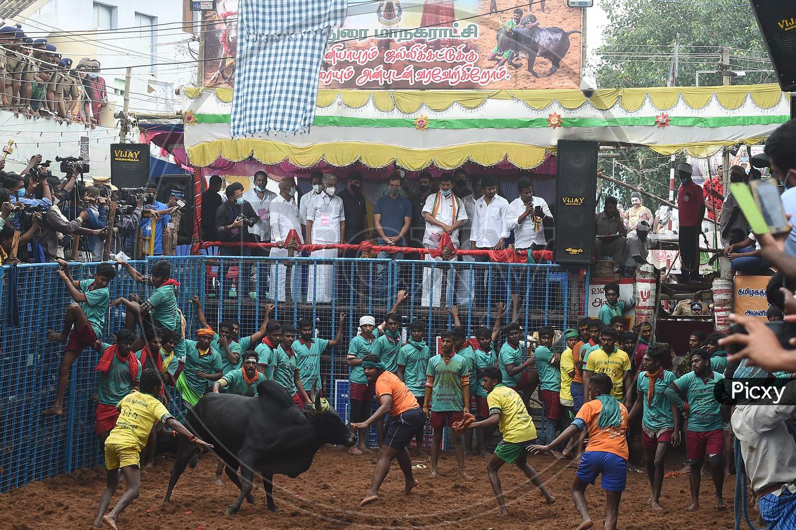 Congress leader Rahul Gandhi witnesses 'Jallikattu', the popoular bull taming sport, at Avaniyapuram in Madurai, Thursday, Jan. 14. 2021.