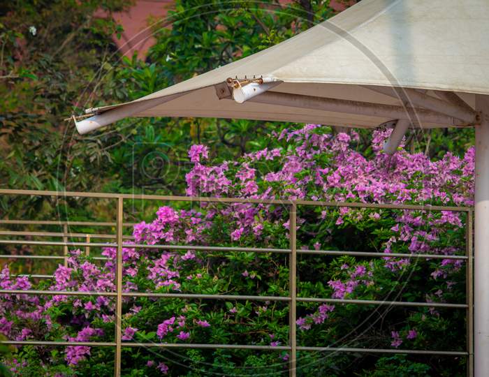 Shelter Place Along The Park With Vines Of Pink Color Bougainvillea Flowers Near Marina Beach, Chennai, India. Focus Set On Shelter Roof