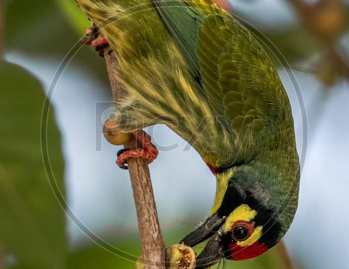 Coppersmith Barbet (Psilopogon Haemacephalus)