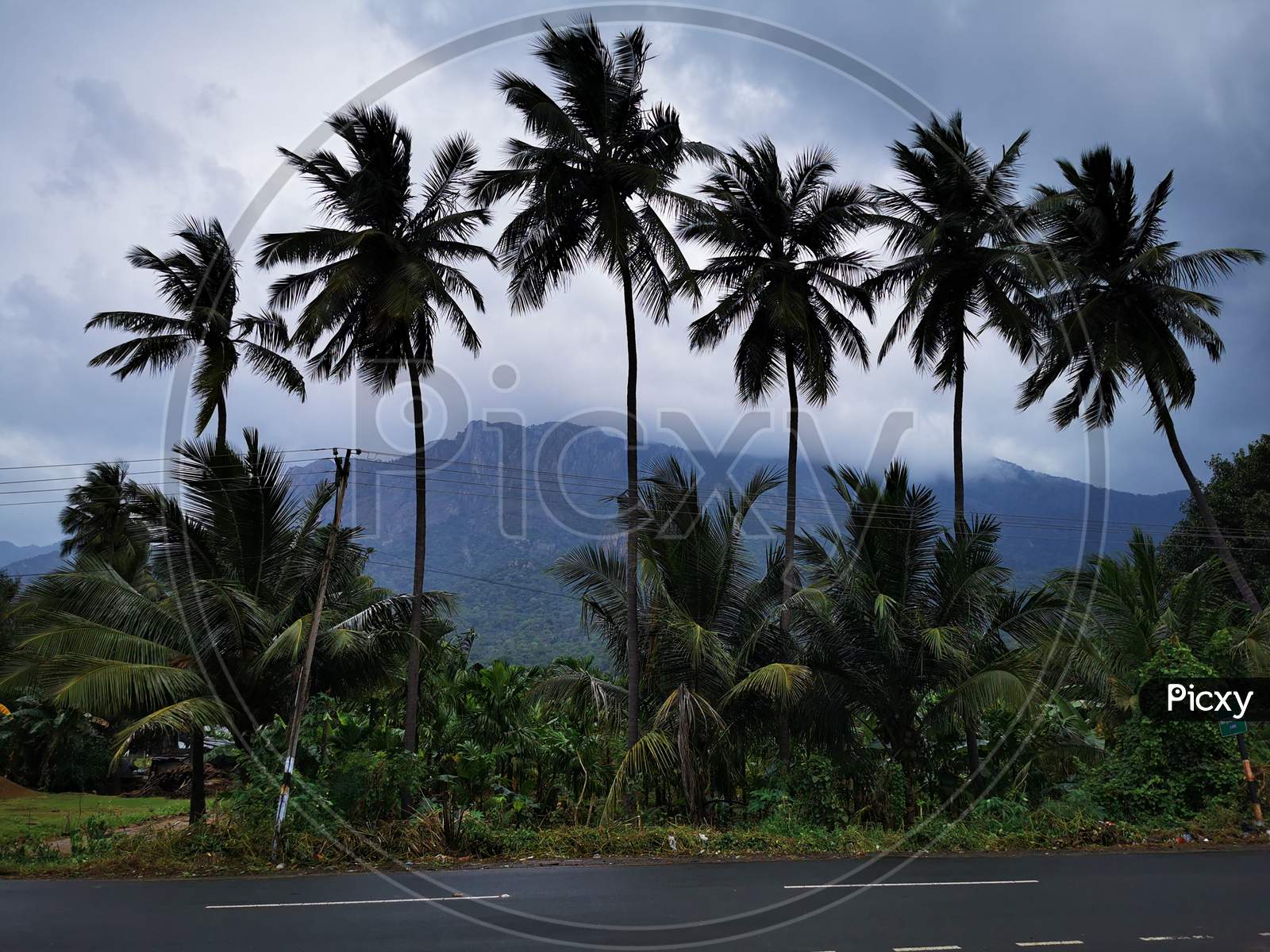 Coconut trees with Kolli hills background