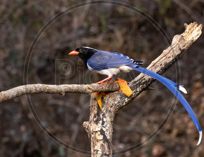 Red-Billed Blue Magpie (Urocissa Erythroryncha)