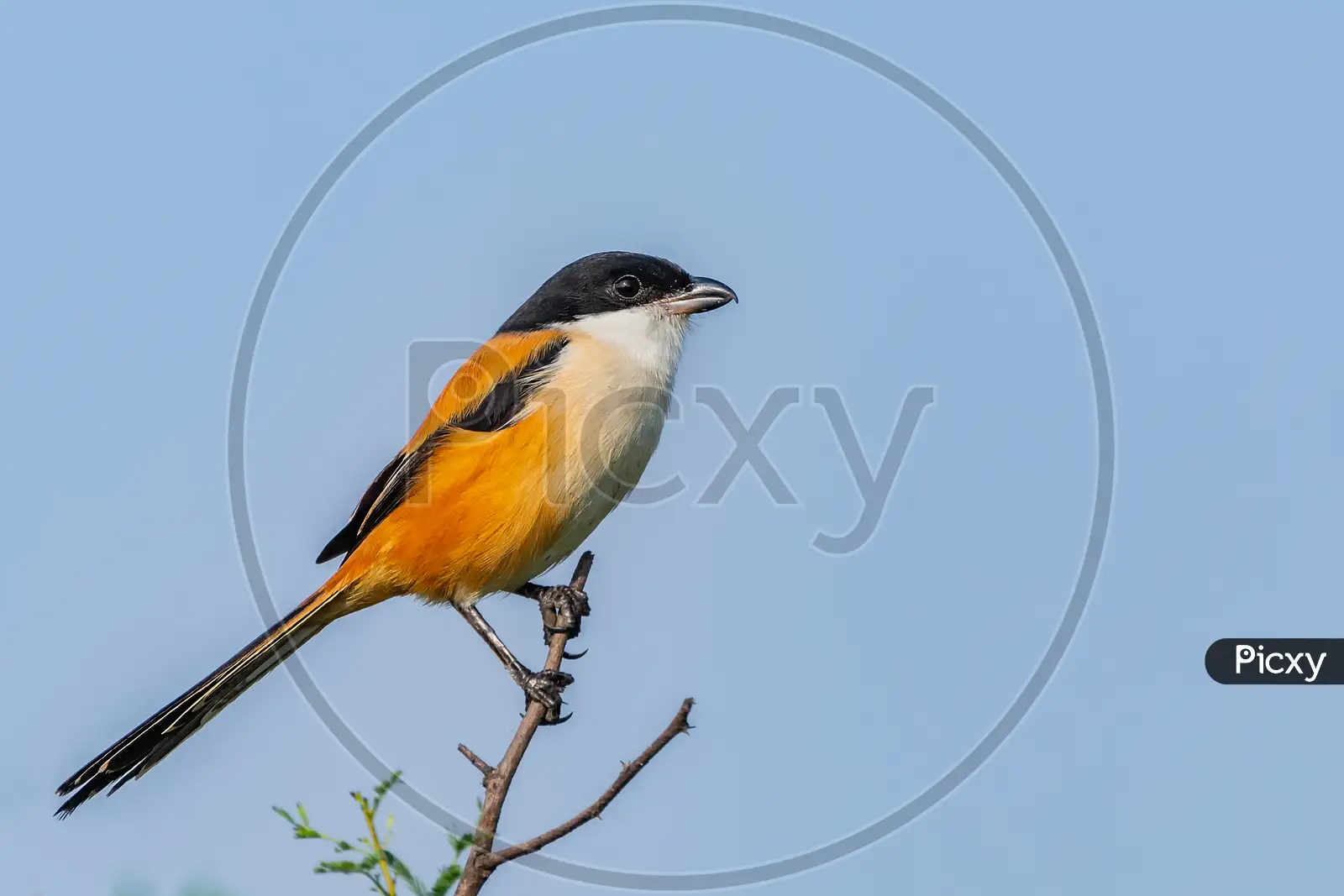 Rufous-backed Shrike (Lanius schach), 08-March-2008 09:18 A…