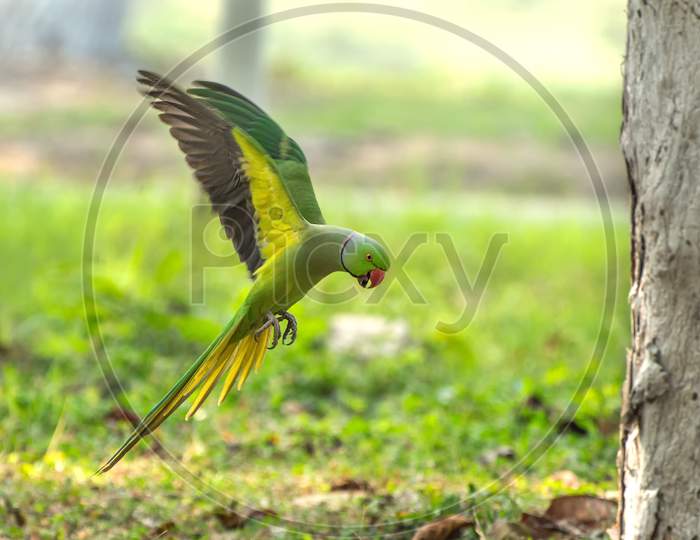 Rose-Ringed Parakeet Or Ring-Necked Parakeet (Psittacula Krameri)