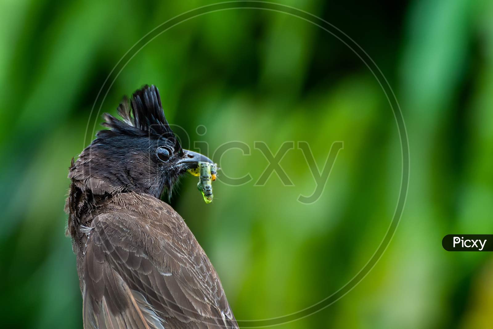Red-Vented Bulbul (Pycnonotus Cafer)