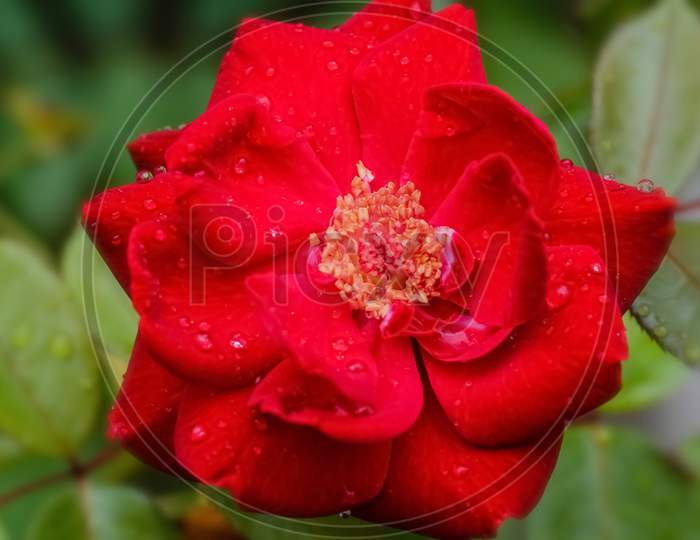 Red rose,red flower