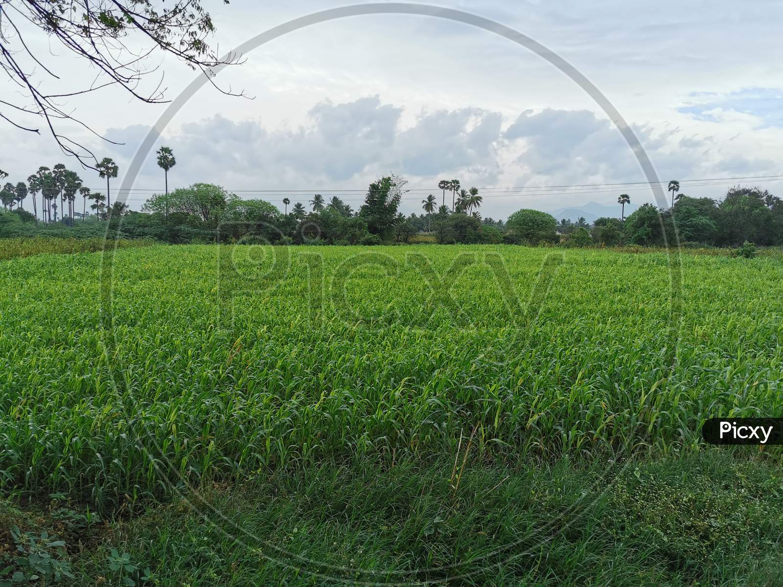 Grass Farming in Tamilnadu