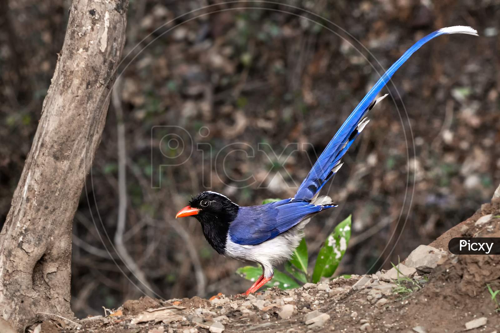 Image of Red-Billed Blue Magpie (Urocissa Erythroryncha)-ZJ530816-Picxy