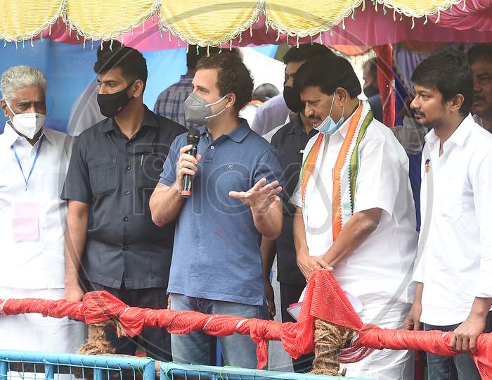 Congress leader Rahul Gandhi witnesses 'Jallikattu', the popular bull taming sport, at Avaniyapuram in Madurai, Thursday, Jan. 14. 2021.