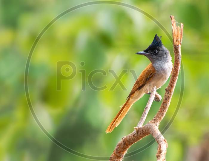 Indian Paradise Flycatcher (Terpsiphone Paradisi)