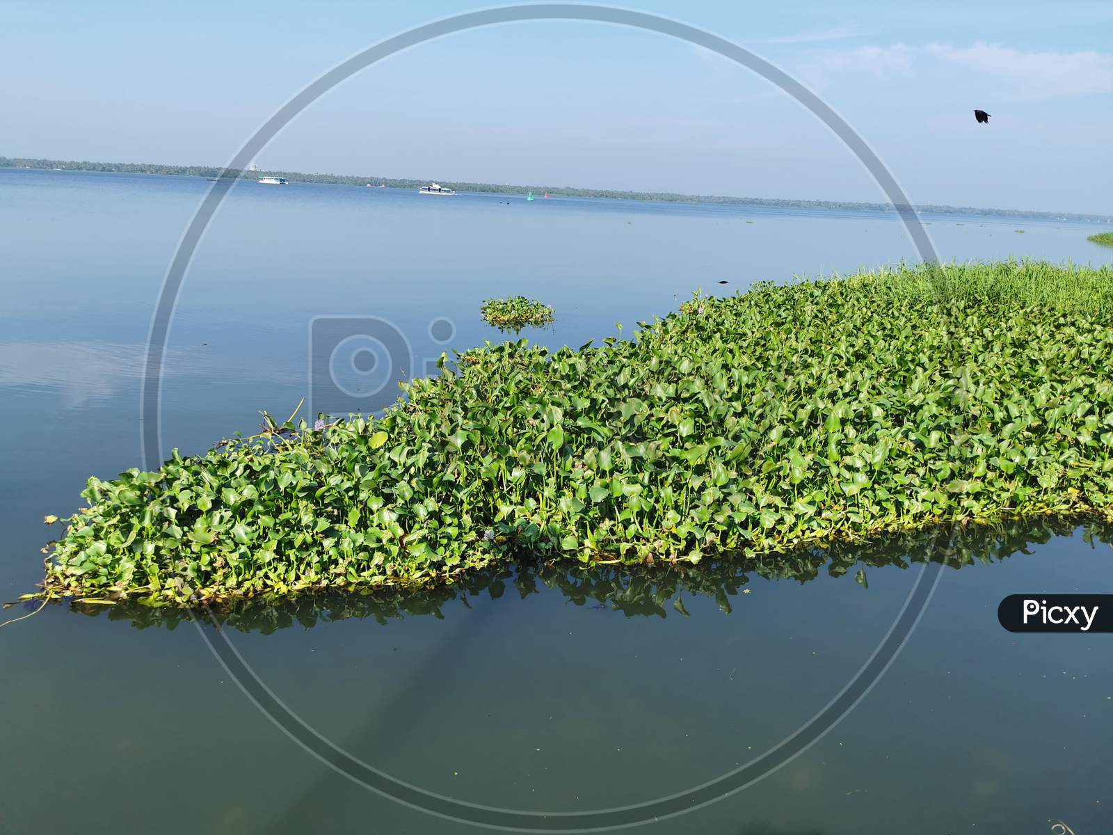 Water hyacinth in Vembanad lake