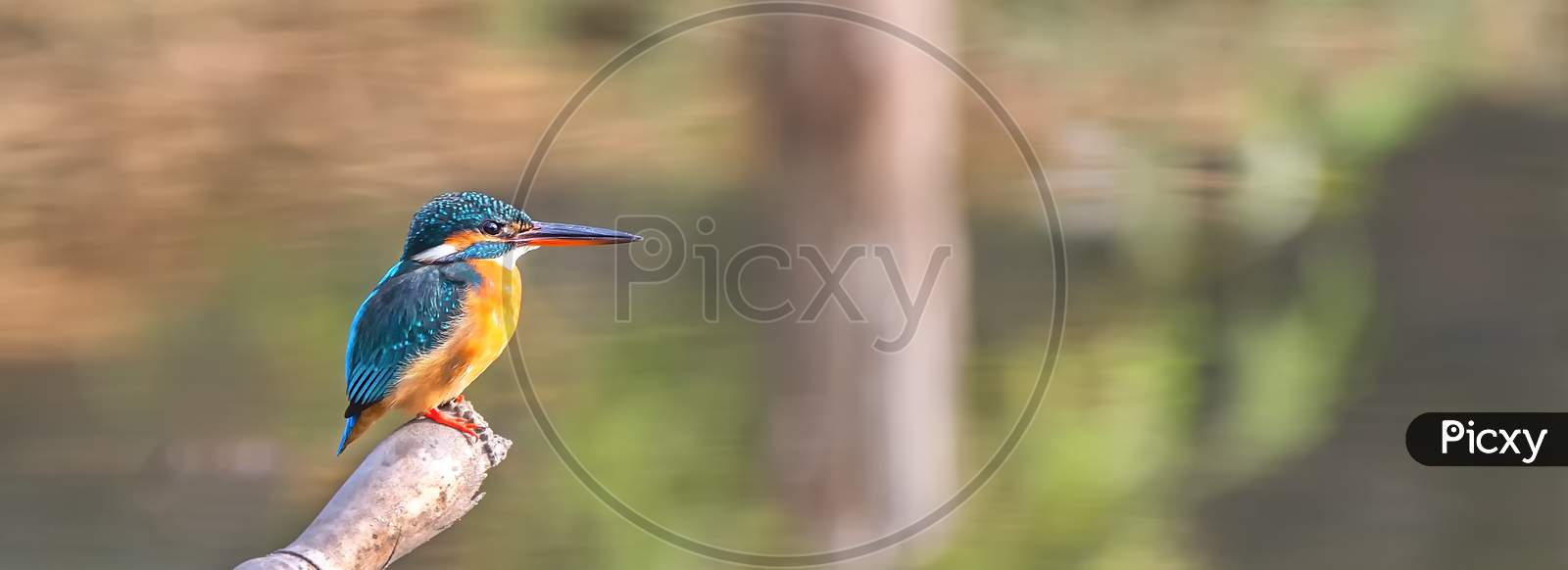 Common Kingfisher (Alcedo Atthis)