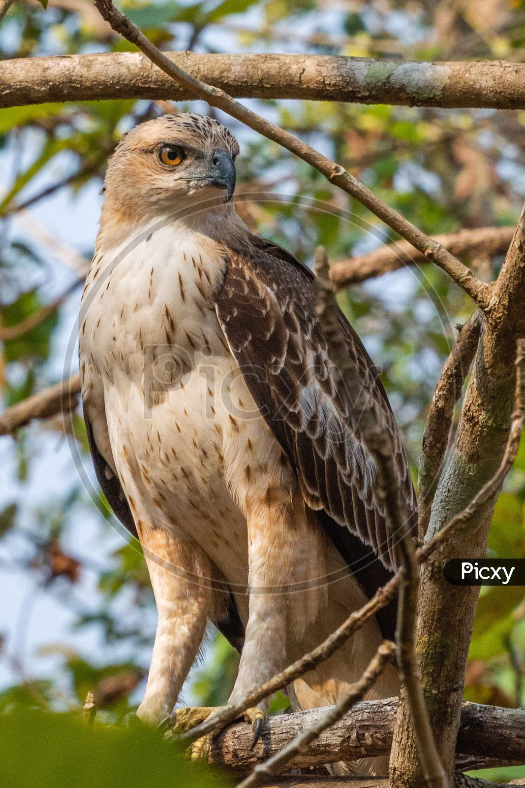 Changeable Hawk-Eagle Or Crested Hawk-Eagle (Nisaetus Cirrhatus)