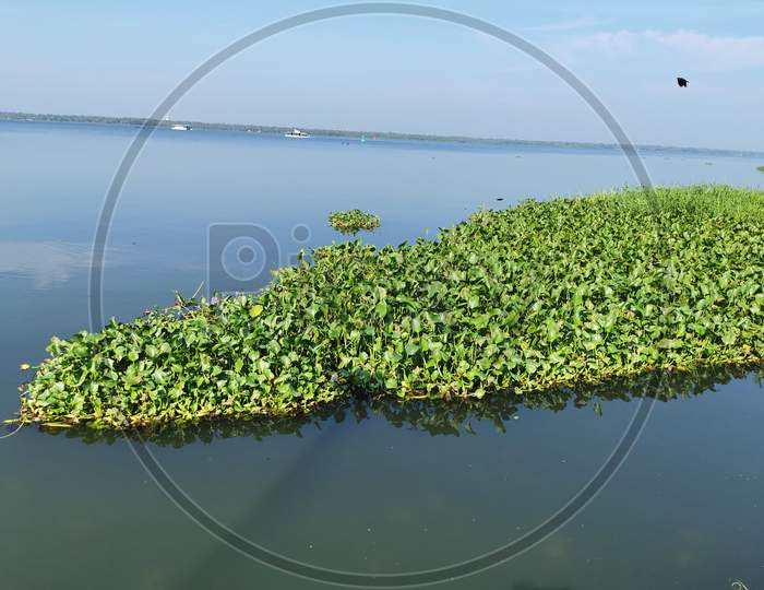 Water hyacinth in Vembanad lake