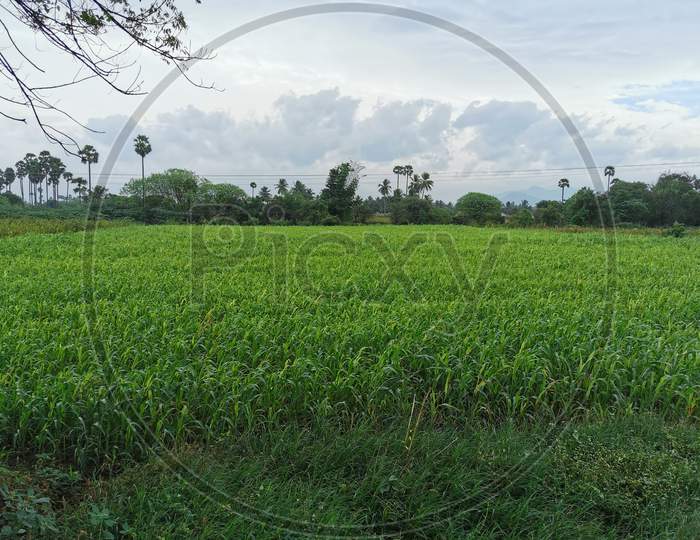Grass Farming in Tamilnadu