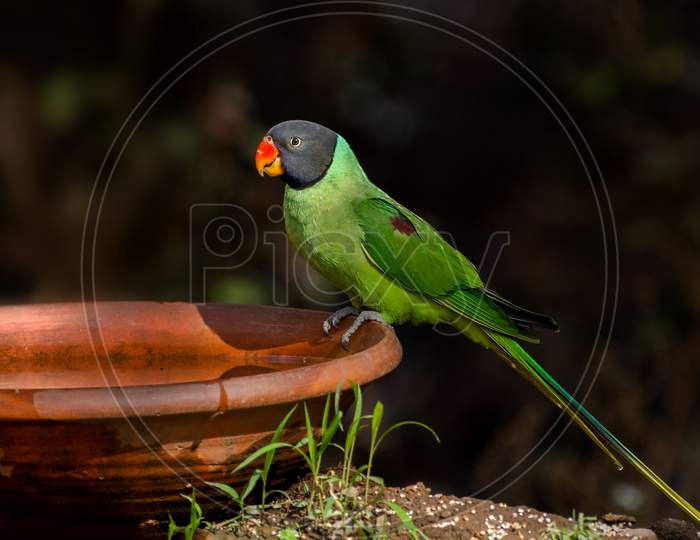 Slaty-Headed Parakeet (Psittacula Himalayana)