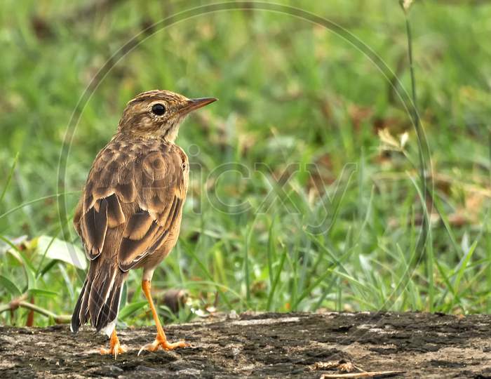 Paddyfield Pipit Or Oriental Pipit (Anthus Rufulus)