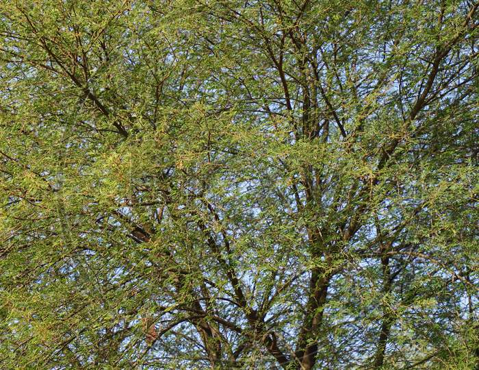 Portrait View Of Green Leaves Of Acacia Or Babool With Attractive With Sharp Throne. Blooming Leaves With Fresh Autumn Season.