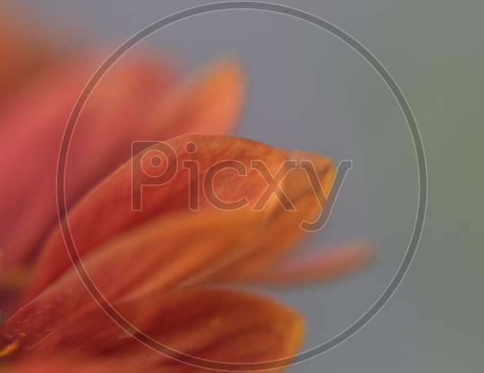 A Chandramallika Petals In A Closeup Shoot.