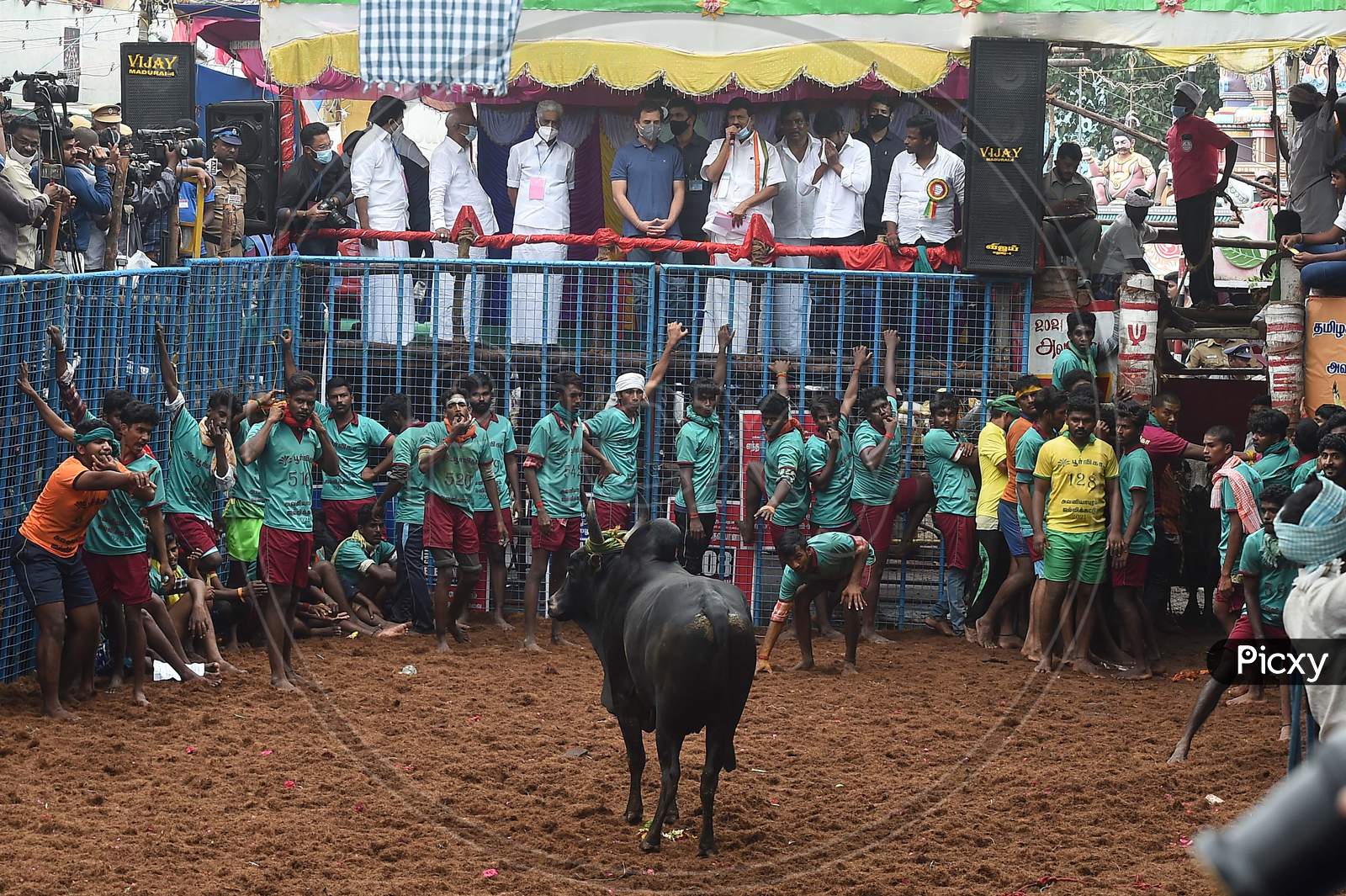 Congress leader Rahul Gandhi witnesses 'Jallikattu', the popoular bull taming sport, at Avaniyapuram in Madurai, Thursday, Jan. 14. 2021.