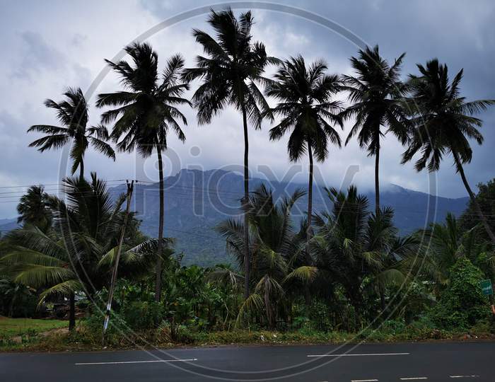 Coconut trees with Kolli hills background