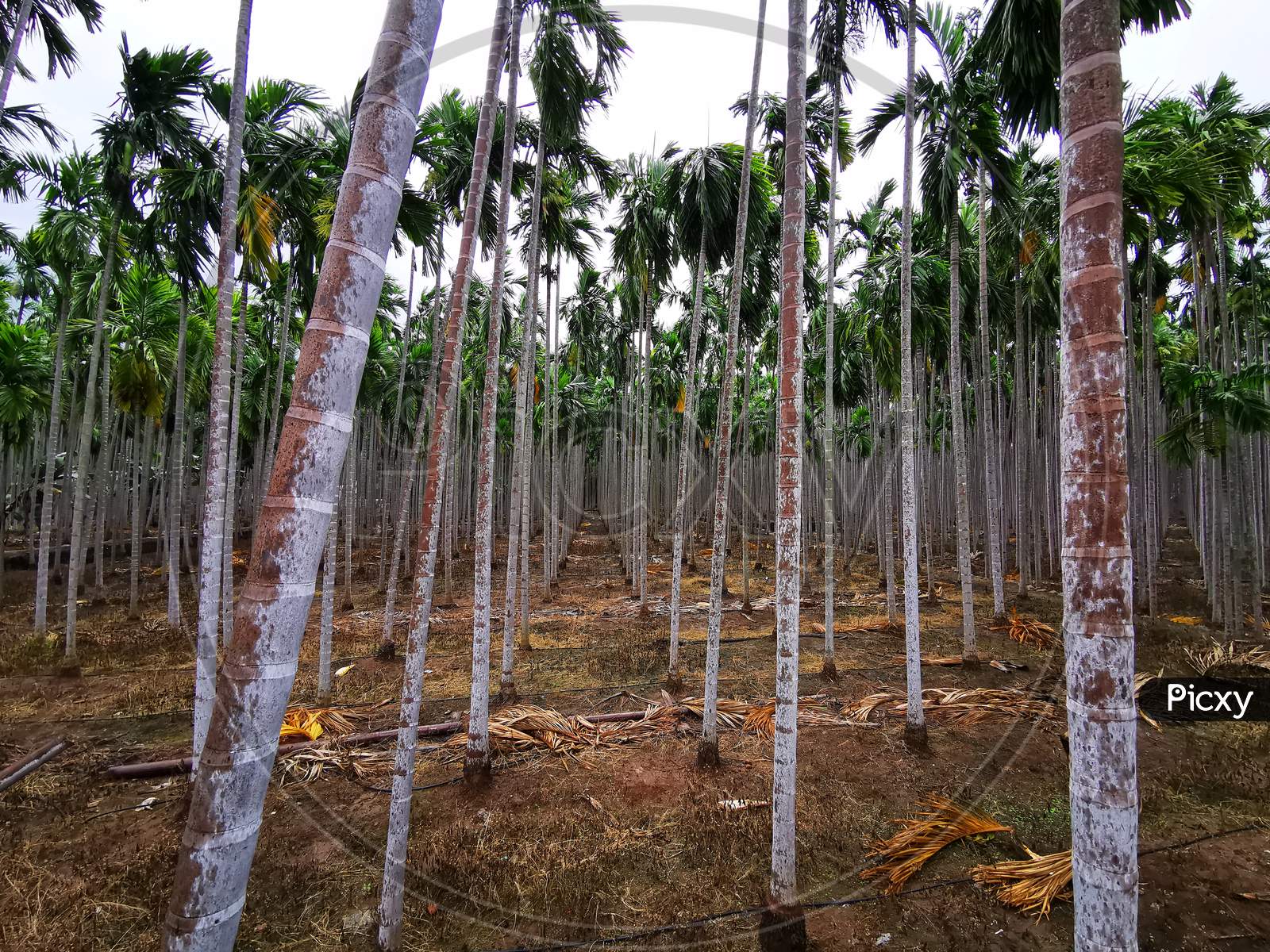 Areca Palm Tree plantation