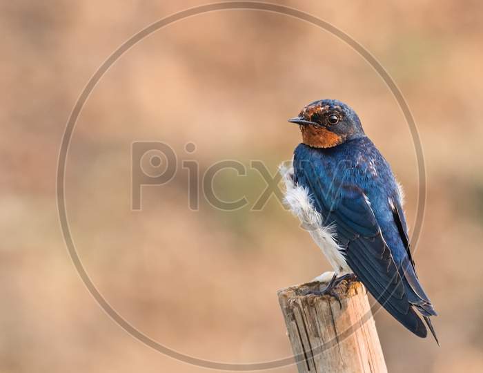 Barn Swallow (Hirundo Rustica)