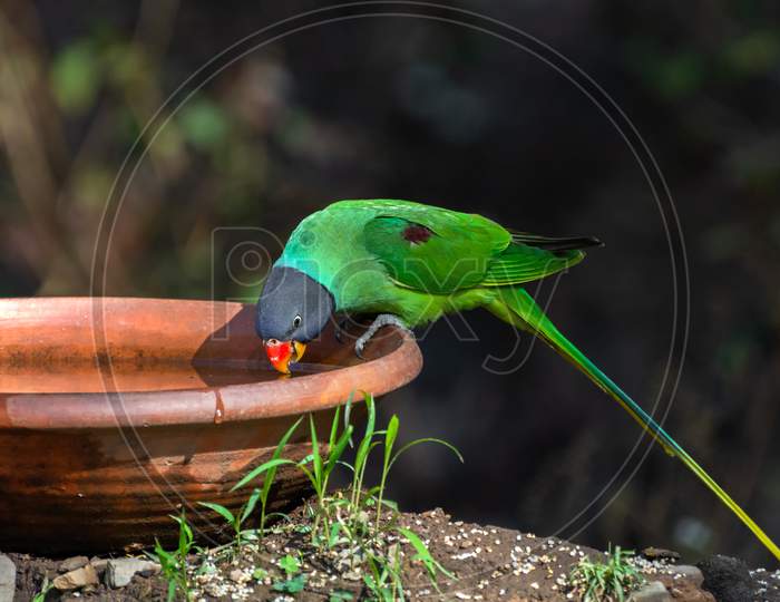 Slaty-Headed Parakeet (Psittacula Himalayana)