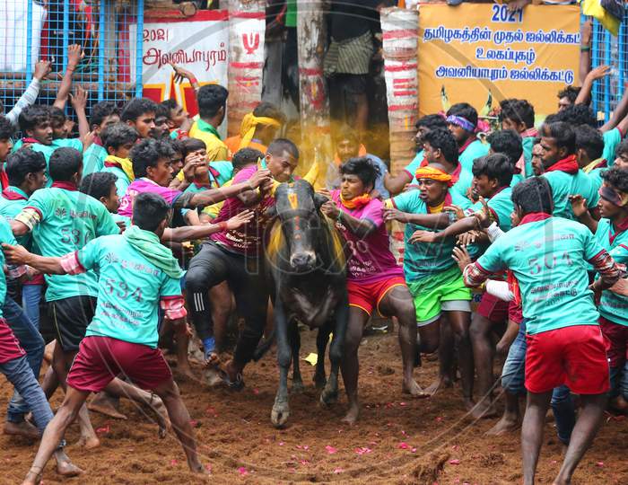 Participants try to tame a bull during Avaniyapuram Jallikattu as the part of Pongal festival celebration, in Madurai, Thursday, Jan. 14, 2021.