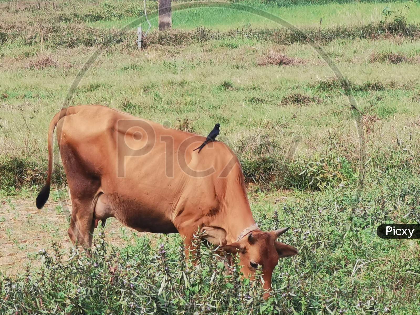 Cow feeding in field and bird sitting on top