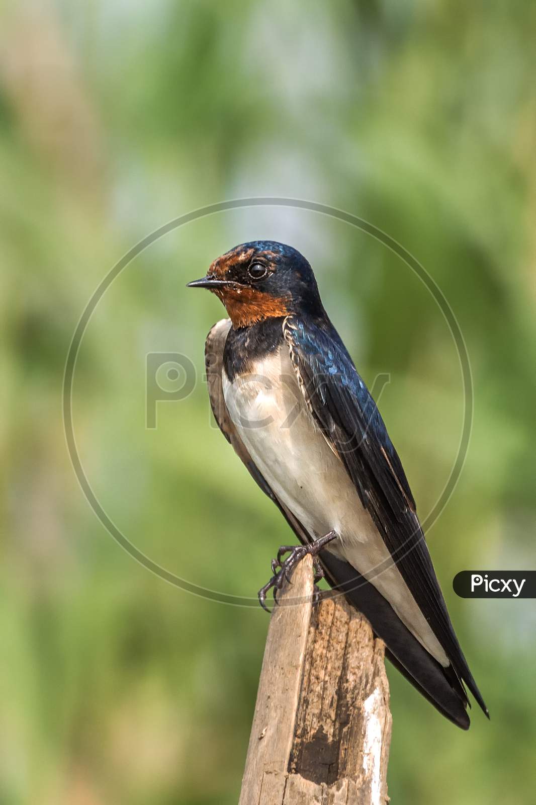 Barn Swallow (Hirundo Rustica)